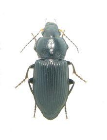 Réf. 329 056 : Anisodactylus sp.
